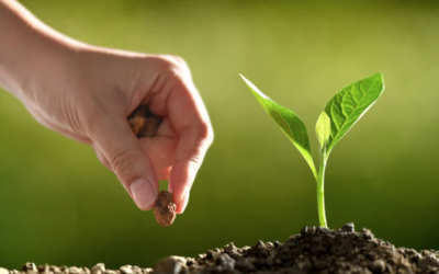 Ruxley Garden Centre – Seed Talk